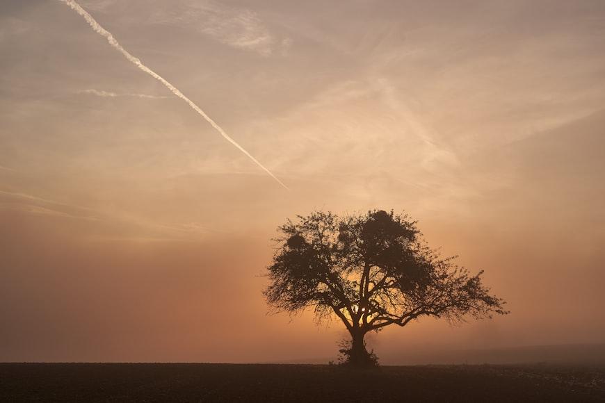 Tree Nature